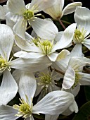 CLEMATIS ARMANDII