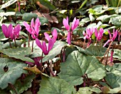 CYCLAMEN REPANDUM