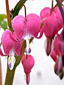 DICENTRA SPECTABILIS (BLEEDING HEART)