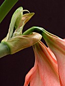 HIPPEASTRUM