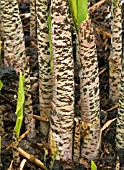 STEMS OF DRACUNCULUS VULGARIS,  ARUM DRACUNCULUS (DRAGON ARUM)