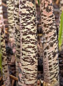 STEMS OF DRACUNCULUS VULGARIS,  ARUM DRACUNCULUS (DRAGON ARUM)