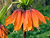 FRITILLARIA IMPERIALIS (CROWN IMPERIAL)