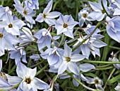 IPHEION UNIFLORUM