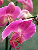 PHALAENOPSIS (MOTH ORCHID)