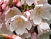 PRUNUS YEDOENSIS (FLOWERING CHERRY)