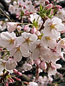 PRUNUS YEDOENSIS (FLOWERING CHERRY)