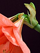 HIPPEASTRUM