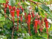 RIBES SPECIOSUM