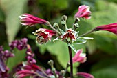 ALSTROEMERIA PSITTACINA ROYAL STAR