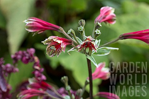 ALSTROEMERIA_PSITTACINA_ROYAL_STAR