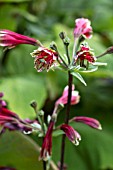 ALSTROEMERIA PSITTACINA ROYAL STAR