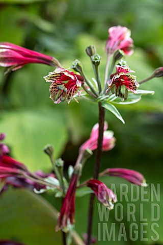 ALSTROEMERIA_PSITTACINA_ROYAL_STAR