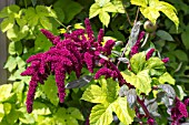 AMARANTHUS PANICULATUS OESCHBERG