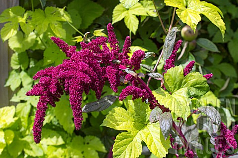 AMARANTHUS_PANICULATUS_OESCHBERG