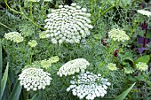 AMMI VISNAGA