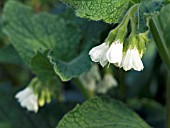 SYMPHYTUM OFFICINALE (COMFREY)