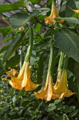 BRUGMANSIA X CANDIDA GRAND MARNIER