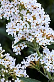 BUDDLEJA DAVIDII WHITE PROFUSION