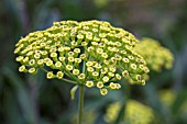 BUPLEURUM FRUTICOSUM