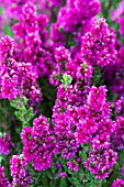 CALLUNA VULGARIS DARK BEAUTY