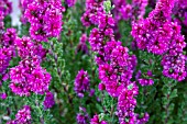 CALLUNA VULGARIS DARK BEAUTY