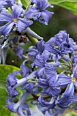 CLEMATIS HERACLEIFOLIA DAVIDIANA