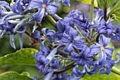 CLEMATIS HERACLEIFOLIA DAVIDIANA