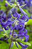 CLEMATIS HERACLEIFOLIA CASSANDRA