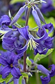 CLEMATIS HERACLEIFOLIA CASSANDRA