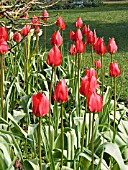 TULIPA PRAECOX (TULIP)