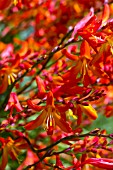 CROCOSMIA SEVERN SUNRISE