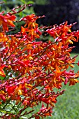 CROCOSMIA SEVERN SUNRISE