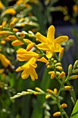 CROCOSMIA X CROCOSMIOIDES HONEY ANGELS