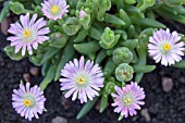 DOLOSPERMA ABERDEENENSE