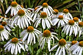 ECHINACEA WHITE SWAN