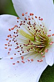 EUCRYPHIA NAYMANSAY