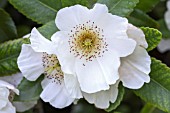 EUCRYPHIA NAYMANSAY