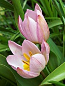 TULIPA SAXATILIS (TULIP)