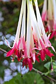 FUCHSIA BOLIVIANA ALBA