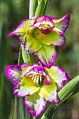 GLADIOLUS FLEVO LAGUNA