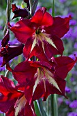 GLADIOLUS NANA CLAUDIA