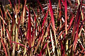 IMPERATA CYLINDRICA RUBRA