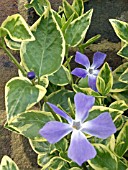 VINCA MAJOR VARIEGATA (GREATER PERIWINKLE)