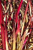 IMPERATA CYLINDRICA RUBRA