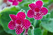 KOHLERIA JESTER