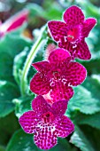 KOHLERIA JESTER