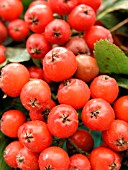 SORBUS ARIA QUERCOIDES