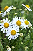 LEUCANTHEMELLA SEROTINA