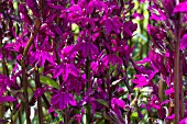 LOBELIA CARDINALIS NATALIE